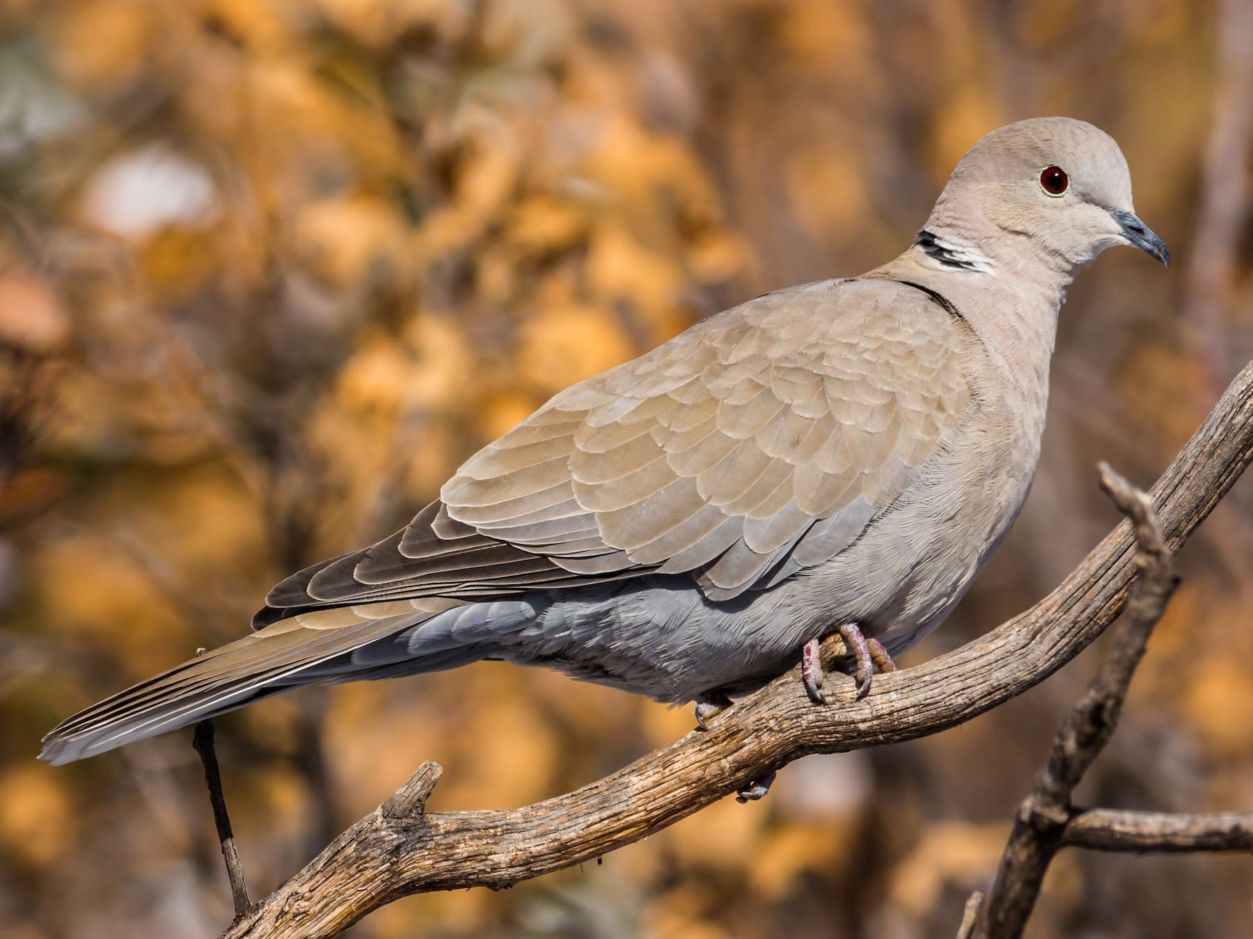 Eurasian Collared-Dove